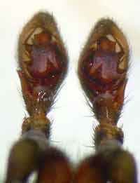Drassyllus lutetianus