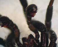 Drassyllus praeficus
