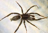 Drassyllus praeficus