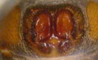 Drassyllus praeficus