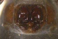 Drassyllus praeficus