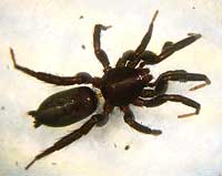 Drassyllus praeficus