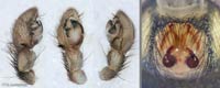 Drassyllus pumilus