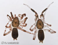 Drassyllus pumilus