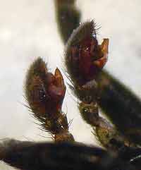Zelotes pusillus