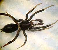 Zelotes pusillus
