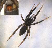 Zelotes pusillus