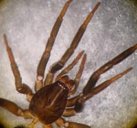 Drassyllus villicus