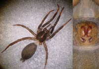 Drassyllus villicus