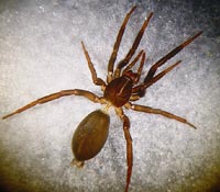 Drassyllus villicus