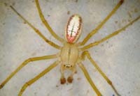 Enoplognatha latimana