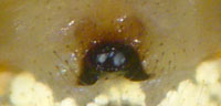 Enoplognatha latimana