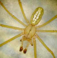 Enoplognatha latimana