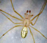 Enoplognatha ovata