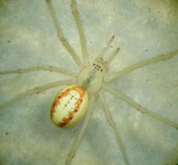 Enoplognatha ovata