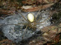 Enoplognatha ovata