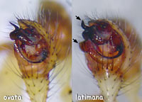 Enoplognatha ovata versus latimana