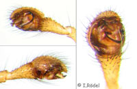 Enoplognatha caricis