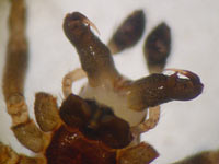 Enoplognatha thoracica