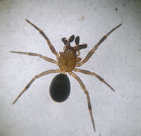 Enoplognatha thoracica