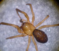 Enoplognatha thoracica