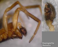 Enoplognatha thoracica