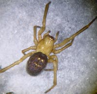 Enoplognatha thoracica