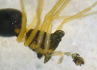 Entelecara acuminata