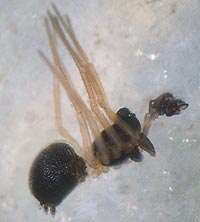 Entelecara flavipes