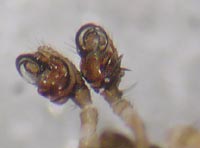 Entelecara flavipes