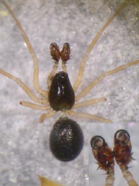 Entelecara flavipes