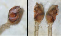 Episinus angulatus