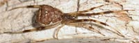 Episinus angulatus