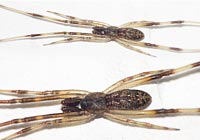 Episinus angulatus