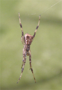Episinus angulatus