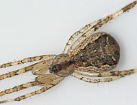Episinus maculipes