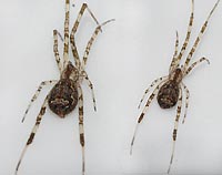 Episinus maculipes