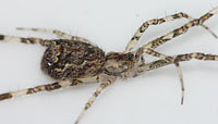 Episinus maculipes