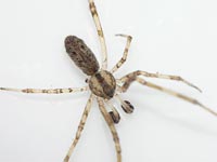 Episinus maculipes