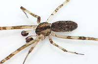 Episinus maculipes