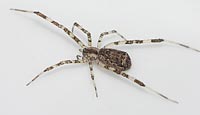 Episinus maculipes