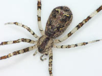 Episinus maculipes