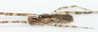 Episinus maculipes