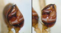 Episinus maculipes