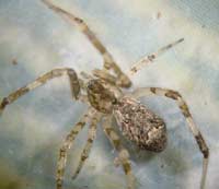 Episinus maculipes