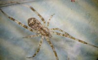 Episinus maculipes