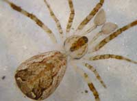 Episinus maculipes