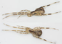 Episinus maculipes