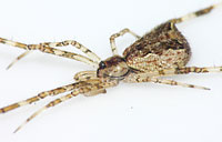 Episinus maculipes