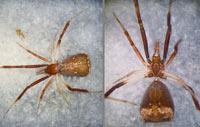 Episinus truncatus